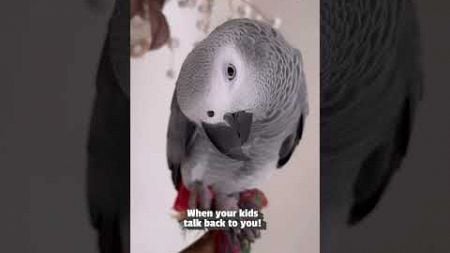 Ooooh 🫵 He said you&#39;re in trouble! 🦜 #Birds #Parrots #Cute #Funny