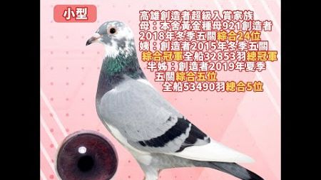 【王孜益（螺絲王）--拍賣鴿2】2024-555503 灰白羽白頭♀｜高雄創造者超級入賞家族｜母：本舍黃金種母921創造者18冬五關綜合24位，姨：創造者15冬五關綜合冠軍全船32853羽總冠軍