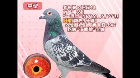 【王孜益（螺絲王）--拍賣鴿4】2022-888816 斑♂｜考布曼×莊氏42內曾祖｜父：“羅理士”NPO全國5,256羽冠軍（領先7分鐘），外曾祖母：郭青吉莊氏42銘鴿“海龍號”全姊