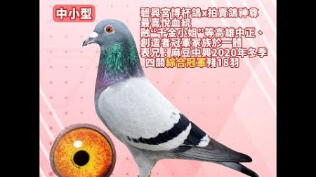 【王孜益（螺絲王）--拍賣鴿19】2024-555564 灰♂｜碧興宮博杯鴿x拍賣鴿神尊最喜悅血統｜融“千金小姐”等高雄中正、創造者冠軍家族於一體｜表兄：麻豆中興20冬四關綜合冠軍殘18羽