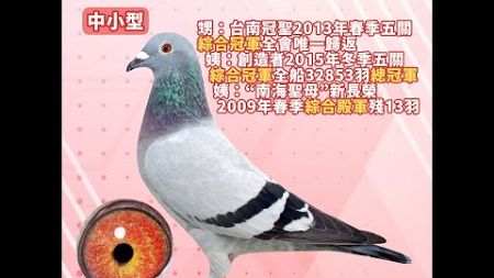 【王孜益（螺絲王）--拍賣鴿42】2022-888803 灰♀｜甥：台南冠聖13春五關綜合冠軍全會唯一歸返，姨：創造者15冬五關綜合冠軍全船32853羽總冠軍