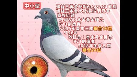 【王孜益（螺絲王）--拍賣鴿33】2024-111136 灰♂｜螺絲王黃金配對613×921直孫｜螺絲王本舍大發揮12羽冠軍家族近親｜外祖父：本舍黃金種公613創造者15夏三關綜合16位殘26羽