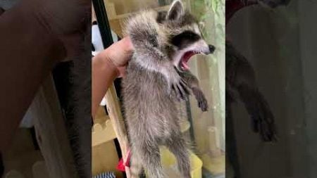 浣熊歌唱家ponyo/raccoon singer ponyo/さなアライグマの歌手ポニョ#cuteanimalsfunnyvideo #可愛い #racoon #animaldaily