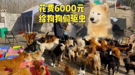 狗狗們健康不能耽誤！壹早買藥給100多狗狗驅蟲，花費再多也值得