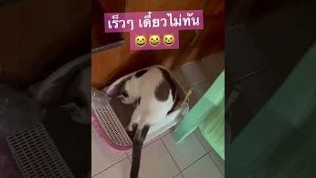 #สัตว์เลี้ยง #แมว #cat #เพลงน่ารัก #เพลงฟรีไม่มีลิขสิทธิ์ #ทาสเเมว