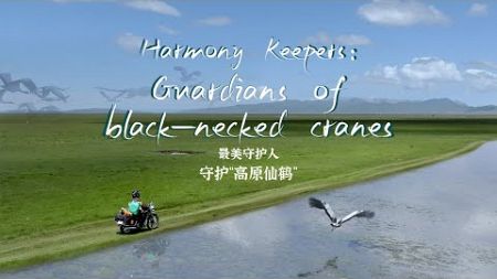 Harmony Keepers: Guardians of black-necked cranes