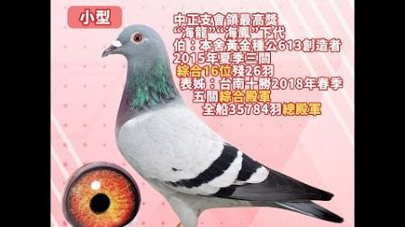 【王孜益（螺絲王）--拍賣鴿12】2024-111158 灰♀｜中正支會領最高獎“海龍”“海鳳”下代｜伯：本舍黃金種公613創造者15夏三關綜合16位殘26羽