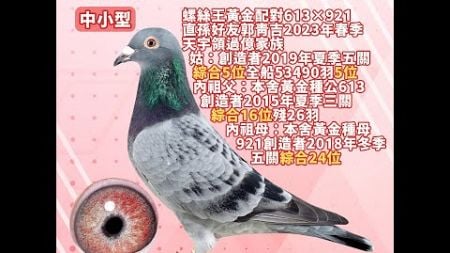 【王孜益（螺絲王）--拍賣鴿7】2024-555591 鐵灰斑♂｜螺絲王黃金配對613×921直孫｜好友郭青吉23春天宇領過億家族｜姑：創造者19夏五關綜合5位全船53490羽5位