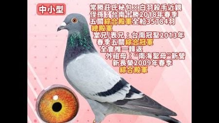 【王孜益（螺絲王）--拍賣鴿8】2024-555587 灰♂｜常勝莊氏秘包×白羽殺手近親｜侄孫：台南十勝18春五關綜合殿軍全船35784羽總殿軍，堂兄／表兄：台南冠聖13春五關綜合冠軍全會唯一歸返