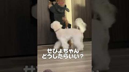 怪しい人にアタフタな2人#shorts #可愛い犬 #犬#恐怖