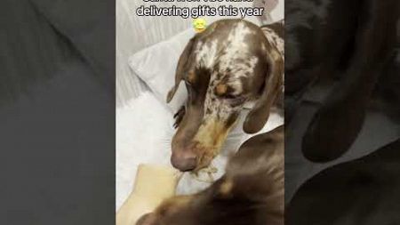 Hilarious Dachshund Destroys Santa&#39;s Hand