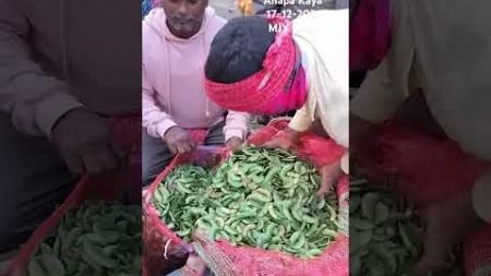 Anapa Kaya Anapa kigny beans bowenpally vegetable market #shortvideo #trending #videos #vlogs #food