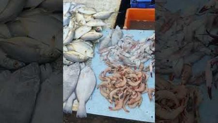 Variety variety fishes of Kasimedu meen market 🐟🐟😲😲 #shorts #shortsfeed