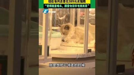 宠物店免费领养猫咪，领养人孟女士陷入“猫贷”纠纷。女士：领到家7天，猫就出现了猫瘟，最后没救过来，现在每个月还要花389元买领养馆的猫粮，这给谁吃啊？感觉免费领养就是噱头，跟爱心没有半毛钱关系！