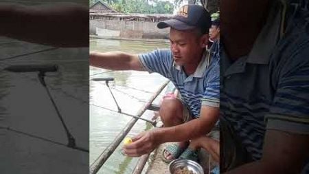 Mancing ikan nila dan mas kolam harian..umpan media pelet..Essen si ranil