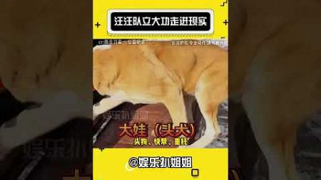 也是看到了现实版汪汪队立大功！！#娱乐评论大赏 #野猪 #汪汪队立大功 #猎犬 #护农狩猎队#娛樂#搞笑#shorts