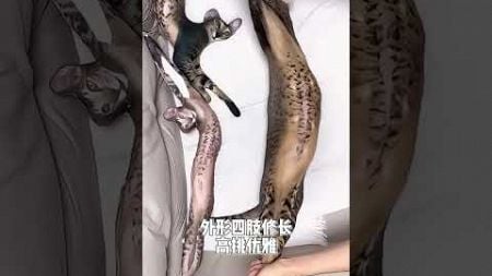 全球最稀有的5种猫评论区看看你们的猫 猫星人 养猫经验分享 萌宠出道计划 爱猫人士