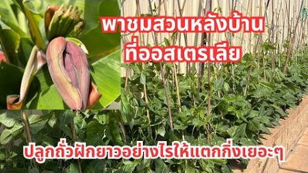 วิธีทำให้ถั่วฝักยาวแตกกิ่งเยอะๆและได้ผลผลิตมากๆ