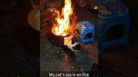 Curiosity burned the cat 🐱 #funny #pets #animals #shortsvideo #shorts