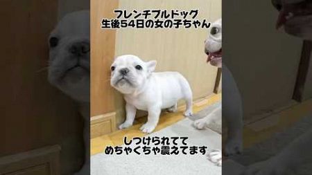 震える犬の教育