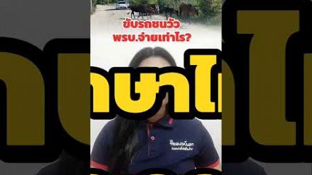 ขับรถชนวัว พรบ.จ่ายเท่าไร #ครูพี่เครือ #ทีมอาจารย์แดง #พรบ #ประกันรถยนต์