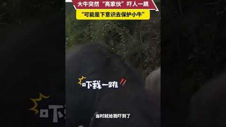 男子騎摩托車偶遇一群水牛，大牛突然「亮傢伙」嚇人一跳。 「可能是下意識去保護小牛」