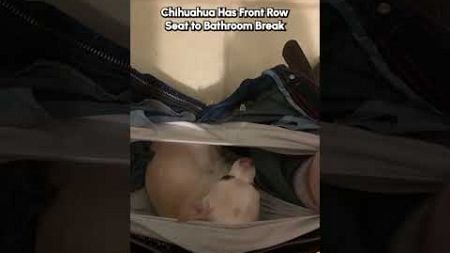 Hilarious Chihuahua Sits INSIDE Pants!