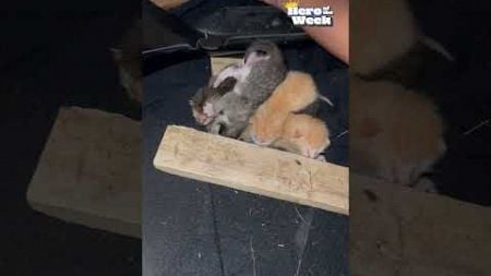 Cat Leads Woman to Abandoned Kittens in House | Hero of the Week