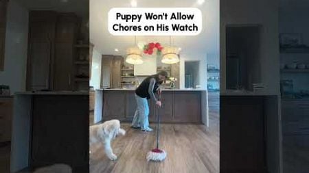 Dog Plays Excitedly with Woman&#39;s Mop