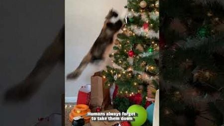 Cats vs. Christmas Trees #Cats #Christmas #Holidays #Funny #FunnyCats #Kittens