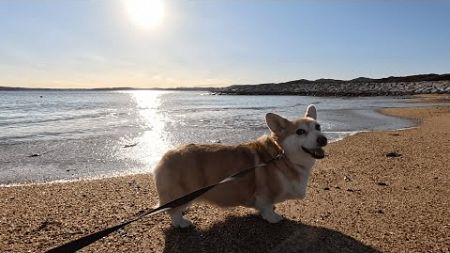 【前編】愛犬と旅行　三重県鳥羽市の海