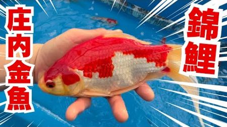 旅行中ですが庄内金魚や錦鯉を販売する#koi