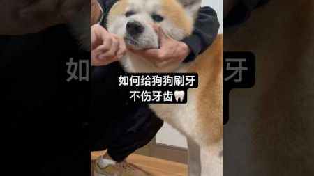 如何给狗狗刷牙？用什么工具？ #宠物 #秋田犬 #刷牙 #小狗狗能有什么坏心思 #香香