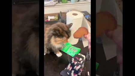 #funny #cat #pet #catcat #catshorts #funnycats #catvideos #foryou #fyp #fypシ゚viral #fypyoutube