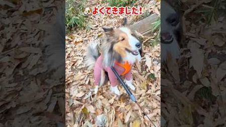 犬に褒められたんだが…#shorts