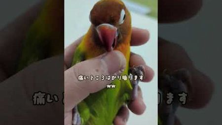 ボタンインコ　ウロコインコ　今朝の様子　こすもへ報告　2024.12.20