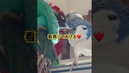 看病してあげる❤️#ウロコインコ＃セキセイインコ#鳥飼い#ペットのいる暮らし#可愛い#怪我看病