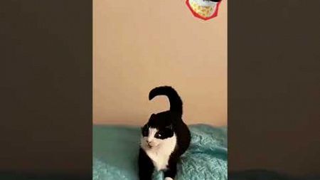 Funny pet#pets #cats #pet cute moments #pet funny moments #people and pets #animals #fpy #foryou