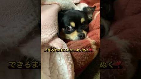 一緒に晩酌😂 #癒し #チワワと暮らす #可愛い #チワワ大好き #犬のいる生活 #うちのチワワん