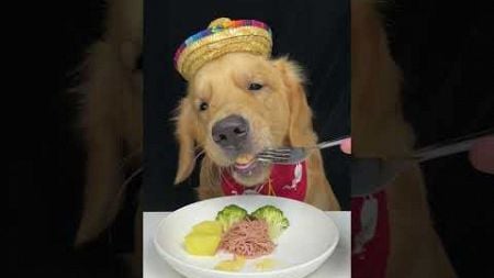 I deserve a chef’s hat after this feast. Golden Retriever. Cute pet debut plan