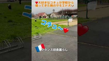 【サモエド犬の生態🇫🇷大好きなコチュがスクールバスから降りてきた】#フランス生活 #田舎暮らし #大型犬 #サモエド