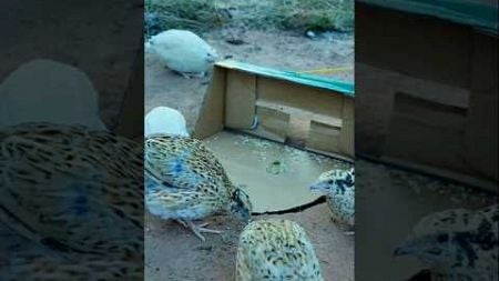 Quail Bird trap using cartoon box craft ideas // Technology -bird trap Pigeon #shorts #ytshorts