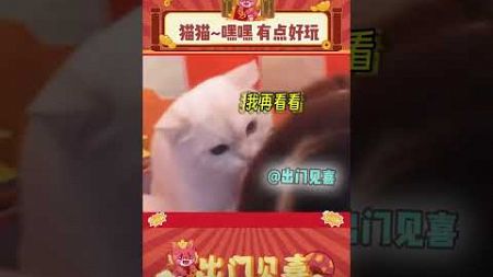 小猫：嘿嘿，真好玩啊 #娱乐评论 #主人 #搞笑 #温馨 #小坏坏 #猫咪 #猫猫 #日常 #生活 #萌宠 #shorts #出门见喜