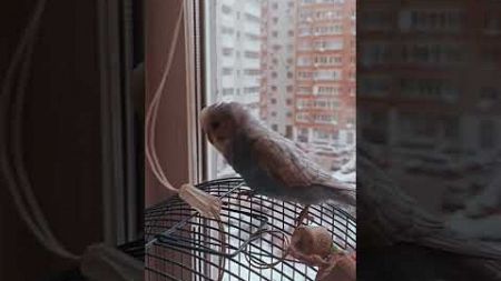 Пошёл в разнос 🤦🏼‍♀️😀 #попугай #parrot #домашниепитомцы #тихон #юмор #птицы #врек #рек