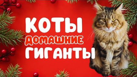 Самые Крупные Породы Домашних Кошек: Топ-10 | домашние животные, кошки, коты, рейтинги