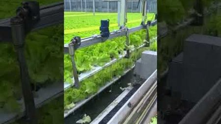 Culture des salades - Comment la laitue hydroponique est récoltée #technologie #science