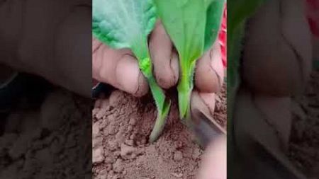 Amazing grafting technology#satisfying #agreculture #farming#vegetablegarden#picking