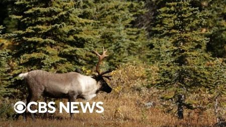 The fight to protect a reindeer species