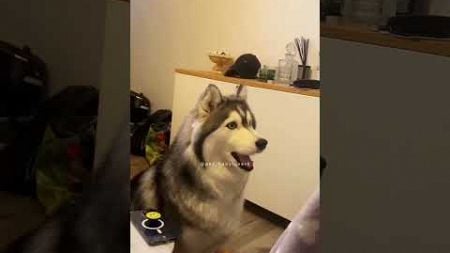 Funny husky #dog #pets #foryou #animals