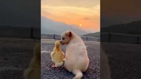 Puppy aur baby duck ki Dosti #notyfacts #ytshorts #puppy #duck #pets